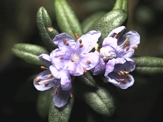 灰背杜鹃花开延时