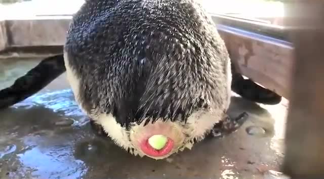 实拍企鹅下蛋,我都替它着急,最后下下来的那一刻太感人了!