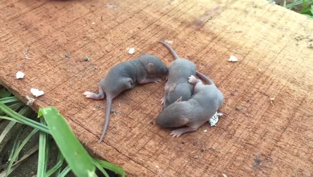 男子清洁房间时在家里发现一窝老鼠,看着有点起鸡皮疙瘩