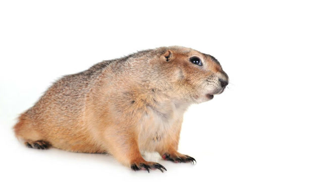 天啊犬鼠的生活真精彩在土里打地洞自由自在