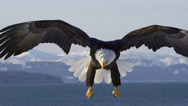 恐怖加拿大最大鸟巢惊现白头海雕高空捕食秒杀鲑鱼