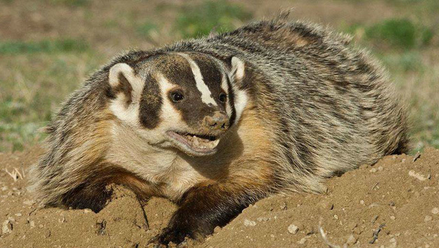 战斗力远在蜜獾之上,彪悍花獾激战凶猛美洲狮