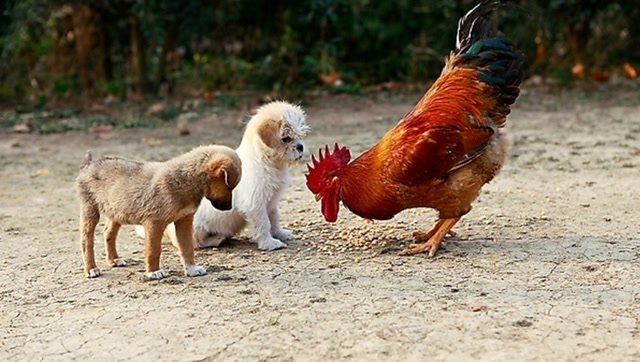 公鸡和狗狗的邂逅