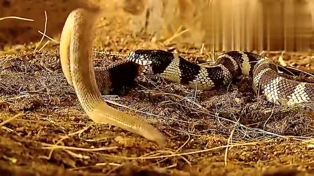 响尾蛇大战王蛇,结果被王蛇全程压制,最后小命不保!