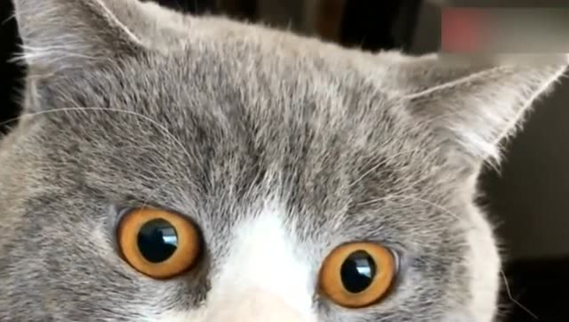 近距离观察小猫咪眼睛瞳孔的变化,太有趣