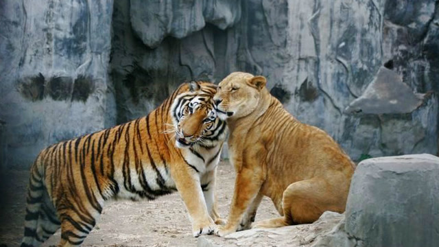 动物园狮子战老虎