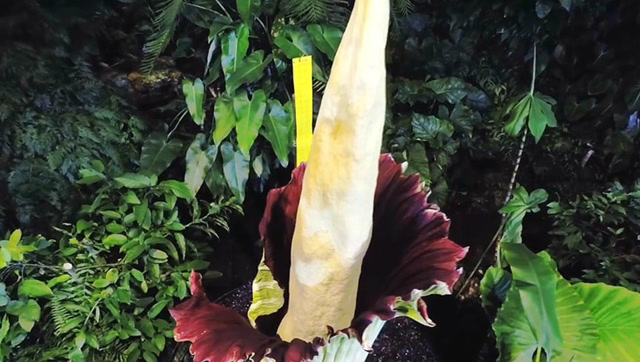 泰坦白星海芋散发恶臭时还带有温度,也是没谁了