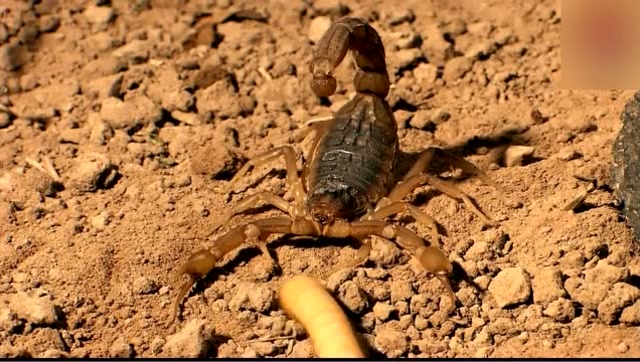 蝎子大战蜘蛛,两大毒物较量精彩程度一点都不亚于狮子老虎