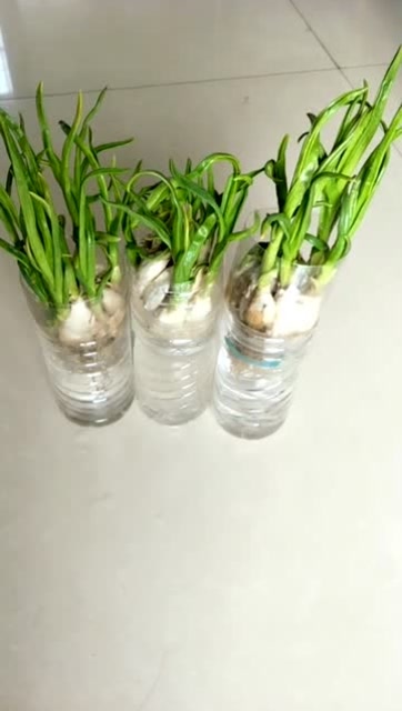 喝完饮料的塑料瓶不要扔,教你妙招用它种植蒜苗