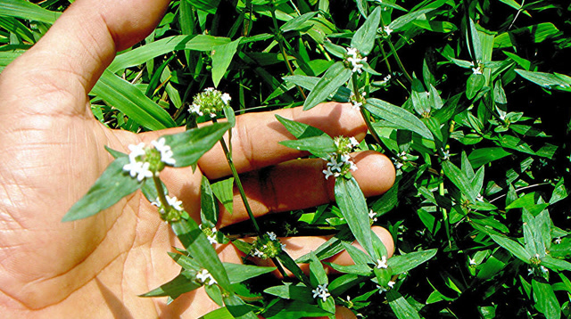 肺炎咳嗽治不好?农村遍地都是野草,偏偏清肺止咳有疗效!