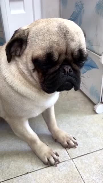 狗子都不知道发生了什么,吓得瑟瑟发抖,一动不敢动