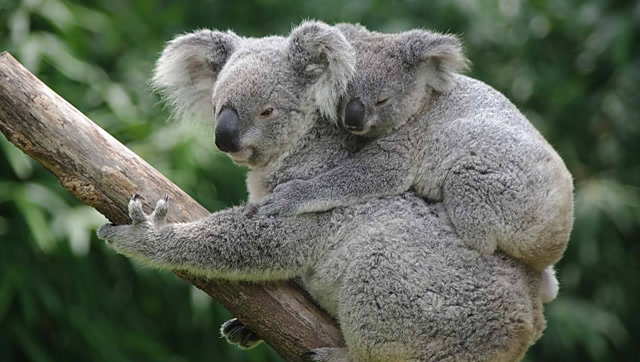 这就是母爱!考拉妈妈背着两个孩子爬树真的很不容易