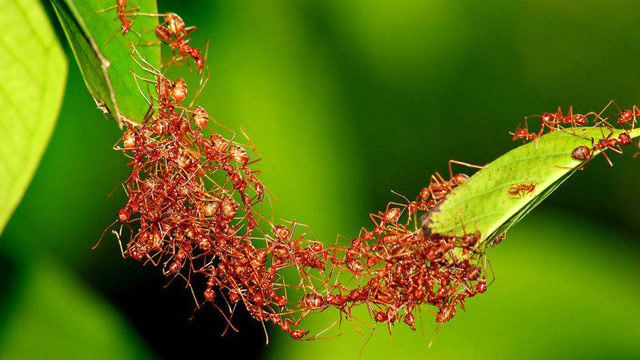 智慧惊人!百万只蚂蚁用身体搭桥进攻蜂巢,团结合作分工明确