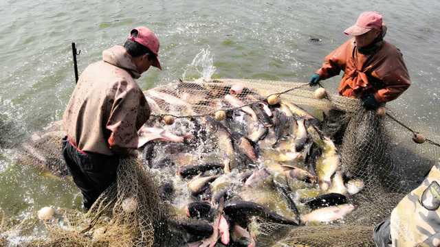 实拍东北渔民拉鱼,你见过这么多的鱼吗?太过瘾了