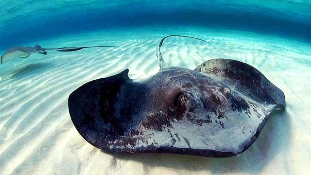 地球上体型最大的有毒鱼,长相吓人却喜欢粘人,让游客又爱又怕!