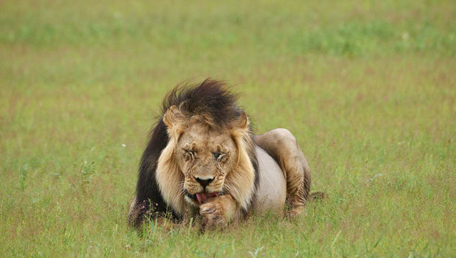 论发型的重要性!雄狮的鬃毛象征着强者与无穷的魅力