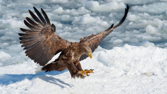 阿根廷巨鹰,传说中的王者,真正的空中霸主!