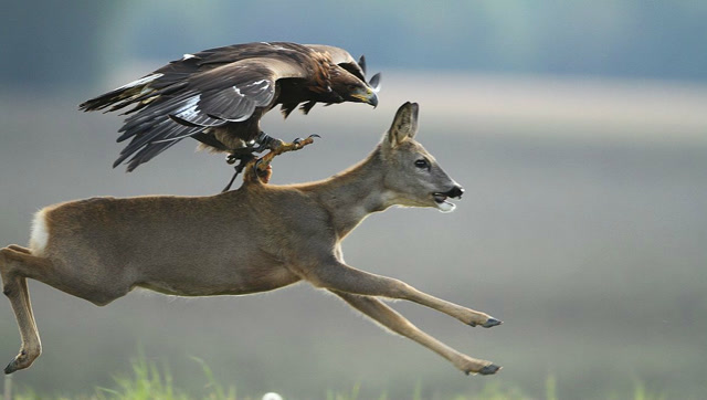 金雕悬崖边上猎杀山羊,扯住羊腿后不可置信的瞬间,镜头拍下全过程