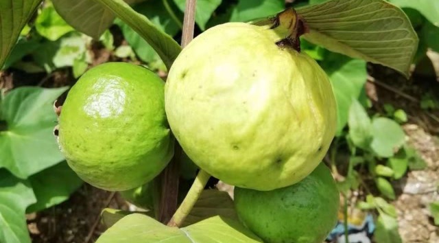 攀西地区的野生番石榴