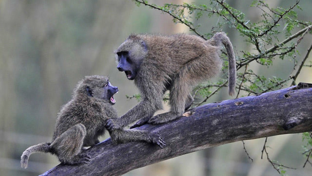 抢地盘!狒狒们为了争夺领地,打群架,场面很壮观!