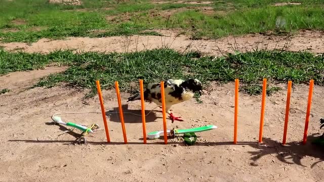 采用牙刷制成独特的简易捕鸟陷阱!