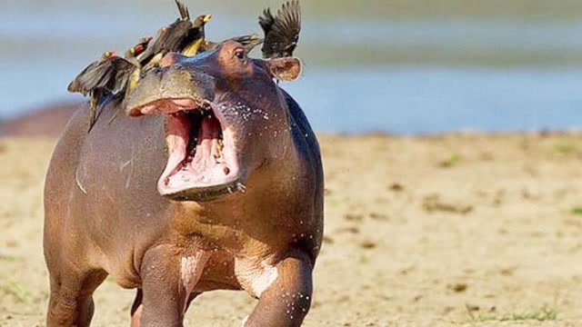 小河马被小鸟吓得惊慌失措!大张嘴巴:妈妈救我!