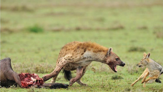 鬣狗掏肛大河马,河马精疲力尽后,毫无反抗能力,任由鬣狗摆布!