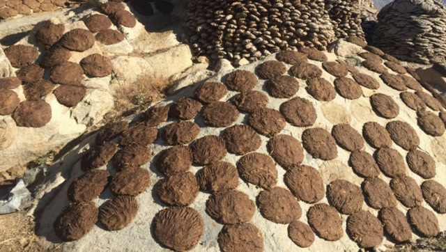 印度人真神了,把牛的粪便做成牛粪饼,在当地很受欢迎!