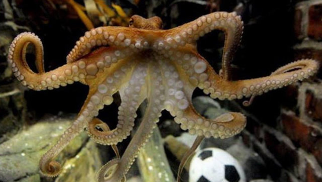 日本章鱼成功预测三场比赛,下一秒却被煮熟,网友:能不能吃?