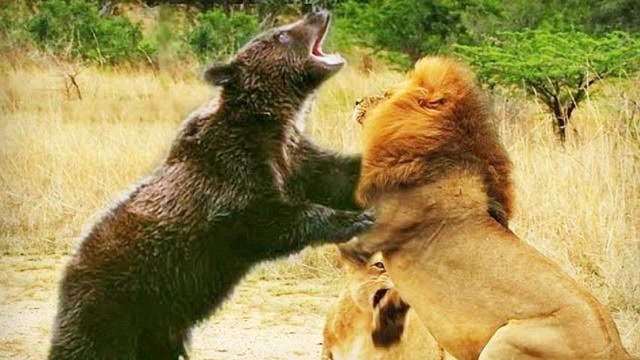 狮子单挑黑熊!狭路相逢勇者胜,狮子还是实力略胜一筹啊!