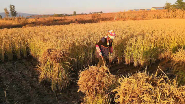 东北农村开始收水稻了,一片一片的都倒在地上,农民真是发愁了