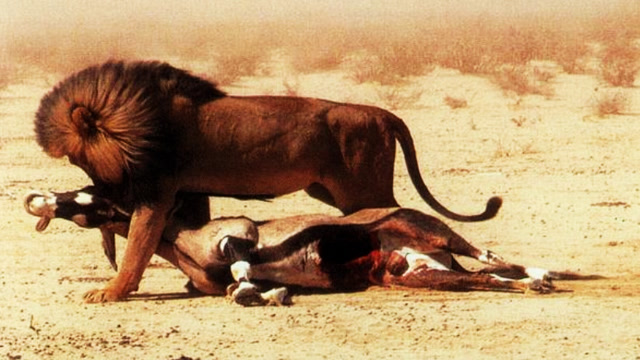 狮子猎杀一头怀孕的母