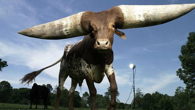 这头牛两个角比身子还要大,是行走的赚钱机,身价近400万