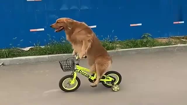 金毛骑自行车,真的太聪明了,小动作真的很萌了!