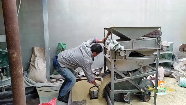 实拍农村谷子到小米碾米全过程,原来小米是这么加工出来的!