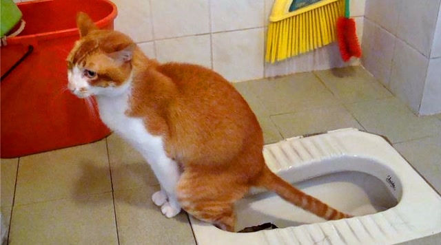 原来蹲便器还有分方向,蹲了30年都不知道,看完恍然大悟