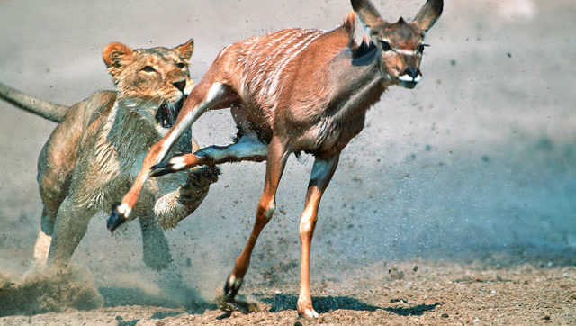 狮子围攻羚羊逼入绝境,镜头记录下狮子尴尬的瞬间!