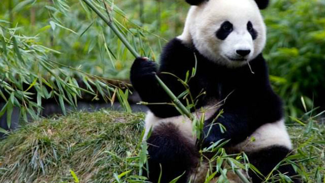 霸道熊猫爱上我之落跑小甜心