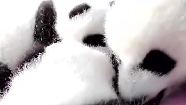 三只熊猫宝宝在晒太阳,看起来软绵绵的,好萌啊!