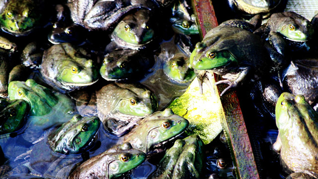 美国牛蛙泛滥成灾,农民正头疼,中国网友贴心送食谱!