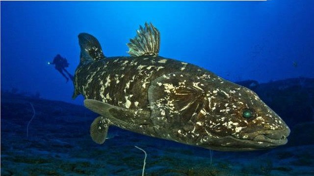 被认为灭绝的鱼,比恐龙幸运多了!已成为最古老的生物!