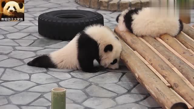 熊猫宝宝一心想找个地缝钻进去,可惜自己的身材好尴尬
