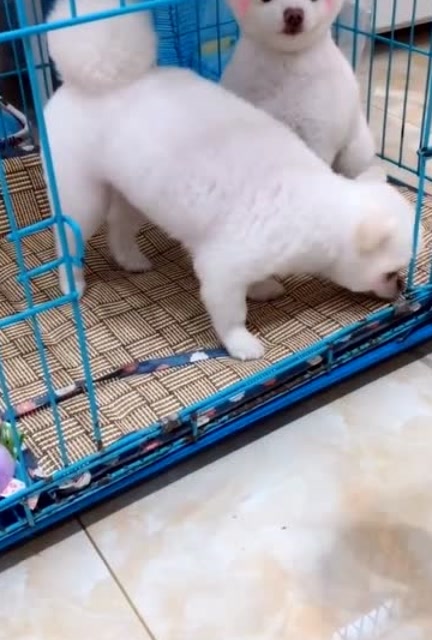 博美闹闹总算翻身了!暴揍小九,闹妈夸闹闹:是个爷们儿!