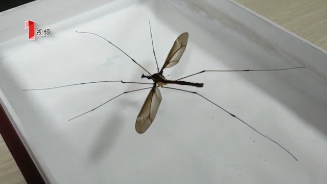 四川青城山发现世界最大蚊子 大长腿25.8厘米 获吉尼斯纪录认证