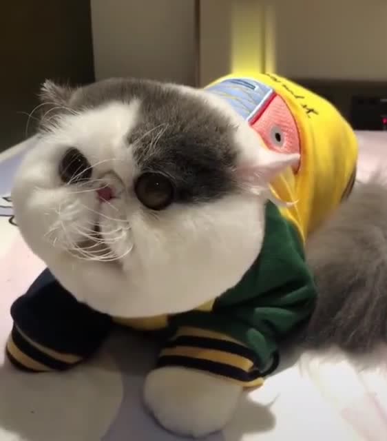 这只宠物加菲猫真是萌化了,肥嘟嘟的样子特别可爱!