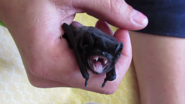 小蝙蝠对主人充满了恶意,小尖牙太像德古拉