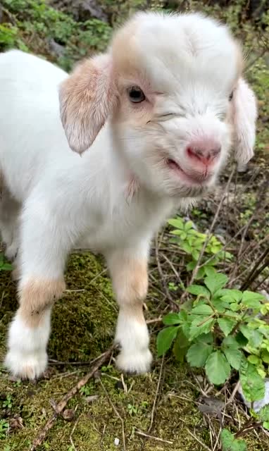 山上发现的小羊羔,叫声一颤一颤的,看着好可怜!