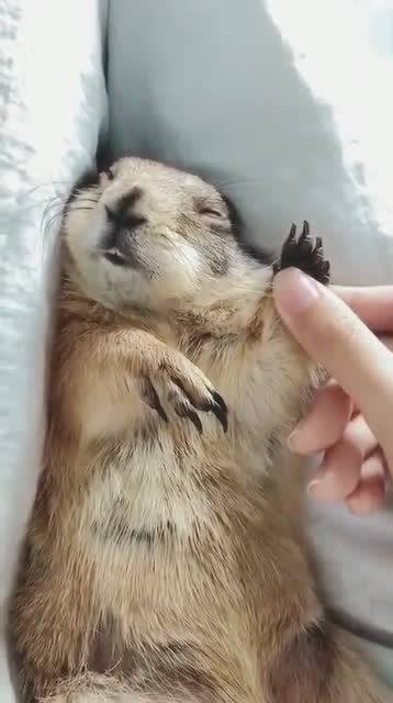 土拨鼠都睡着了,美女还不放过它,接下来的事,看完不许笑!