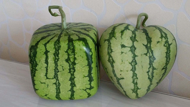 售价380元一个的日本方形西瓜,为何如此受欢迎?网友:图个新鲜!