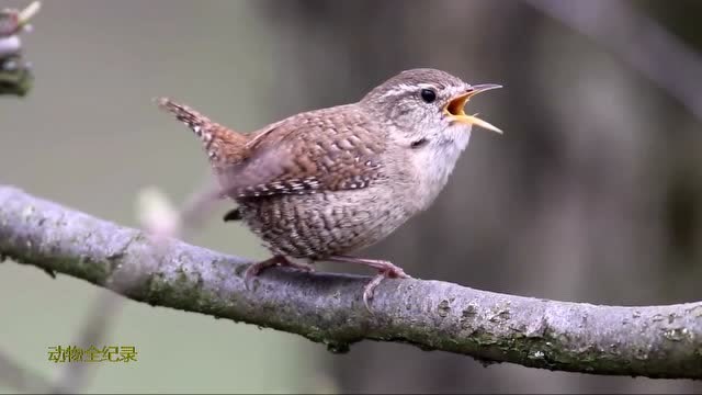 聆听鹪鹩悦耳的鸣叫声,还有一窝鸟宝宝,看到4个小脑袋好可爱!
